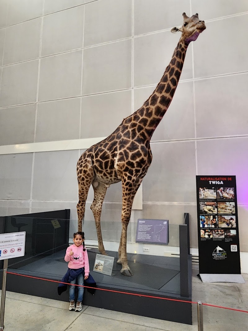 Chauffeur VTC Muséum de Toulouse — SSINT VTC Toulouse